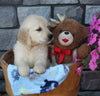 AKC Registered Golden Retriever For Sale Brinkhaven OH Male-Kevin
