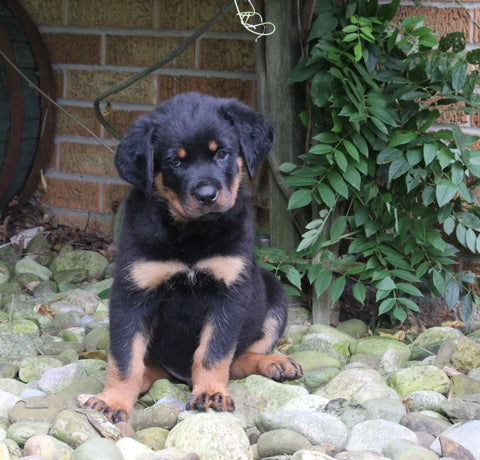 AKC Registered Rottweiler For Sale Shreve OH Male-Riley
