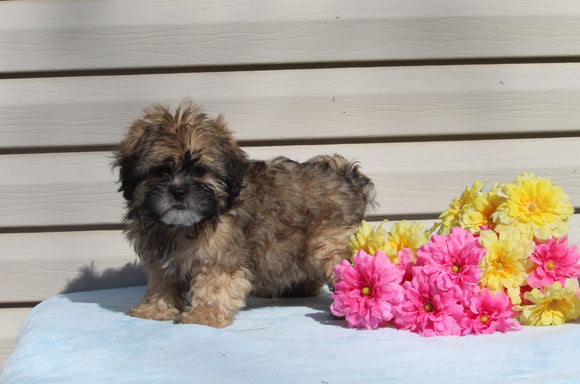 Shih-poo For Sale Warsaw OH Male Kennedy