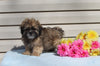 Shih-poo For Sale Warsaw OH Male Kennedy