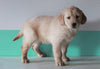 AKC Registered Golden Retriever For Sale Dundee, OH Female- Penny