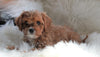 Cavapoo For Sale Baltic, OH Male- Ralphie