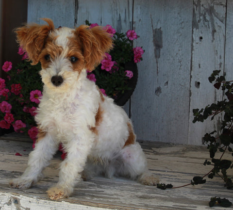 Mini Poodle For Sale Millersburg OH Male-Asher