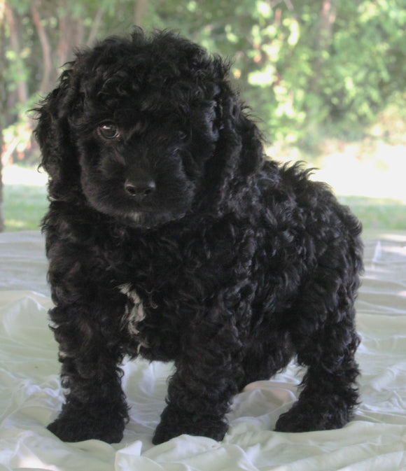 Cockapoo For Sale Dundee OH Male-Jackson