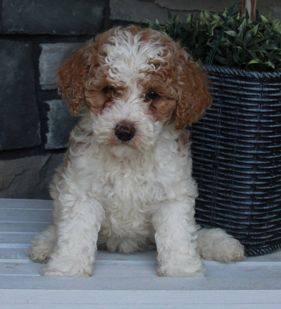 AKC Registered Moyen Poodle For Sale Wooster OH Female-Annie
