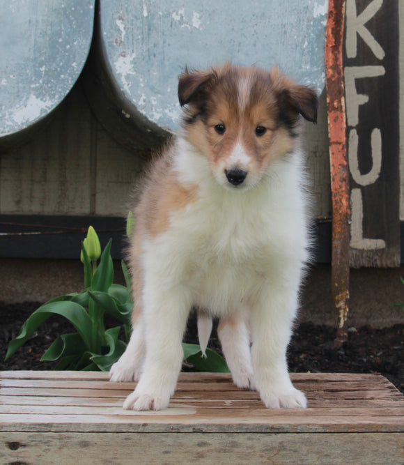 AKC Registered Collie Lassie For Sale Fredricksburg OH Female-Hazel