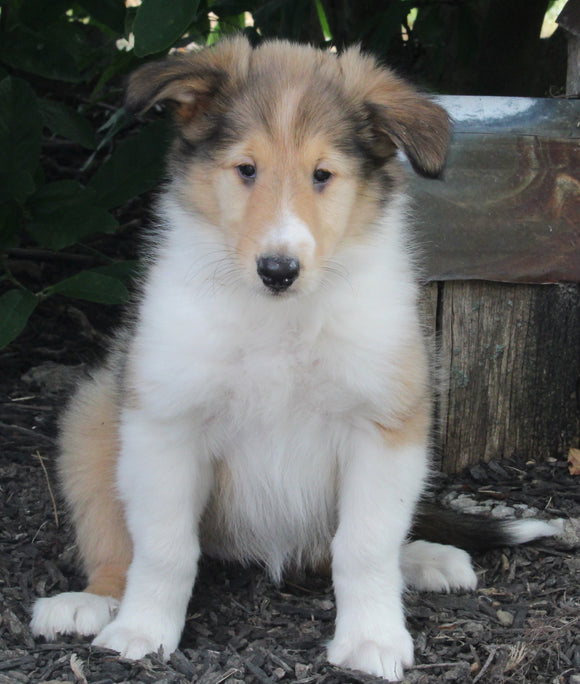 AKC Registered Lassie Collie For Sale Millersburg OH Female-Whitney