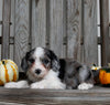 Aussiedoodle For Sale Millersburg OH Female-Jewel