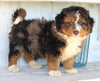 Mini Bernedoodle For Sale Millersburg OH Male-Brady