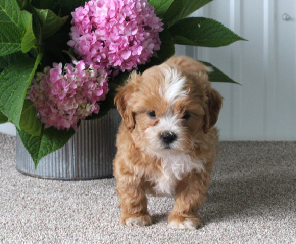 Shih-Poo For Sale Dundee OH Male-Kody