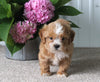 Shih-Poo For Sale Dundee OH Male-Kody