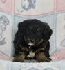 Mini Bernedoodle For Sale Millersburg OH Male-Greyson