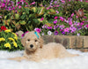 Goldendoodle For Sale Sugarcreek OH Female-Holly