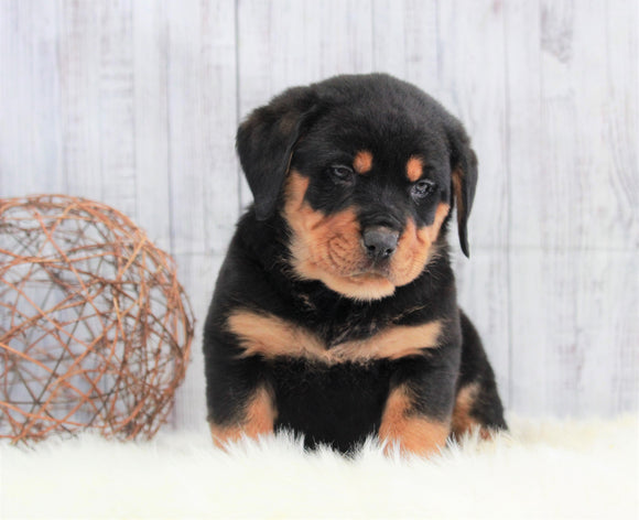AKC Registered Rottweiler For Sale Holmesville, OH Male- Ace