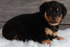 AKC Registered Rottweiler For Sale Applecreek OH-Male Mason