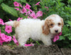 F1BB Mini Labradoodle For Sale Millersburg OH Female-Esther