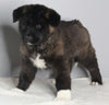 AKC Registered Akita For Sale Millersburg OH Male-Frosty