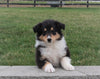Collie (Lassie) For Sale Fredricksburg , OH Betz