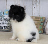 Pomeranian For Sale Millersburg, OH Male- Charles