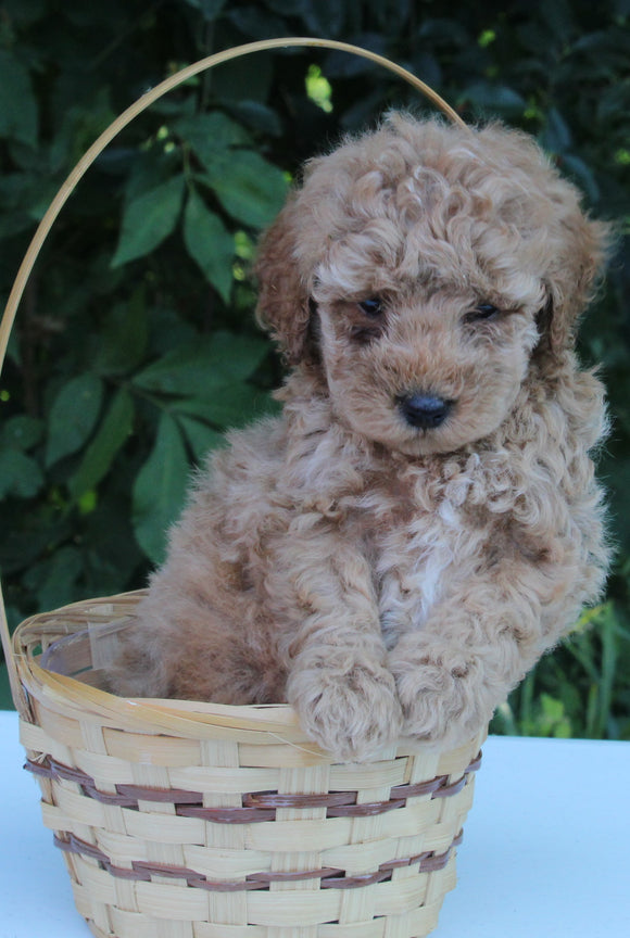 AKC Registered Mini Poodle For Sale Millersburg OH Male-Tarzan