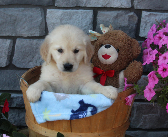 AKC Registered Golden Retriever For Sale Brinkhaven OH Male-Kevin