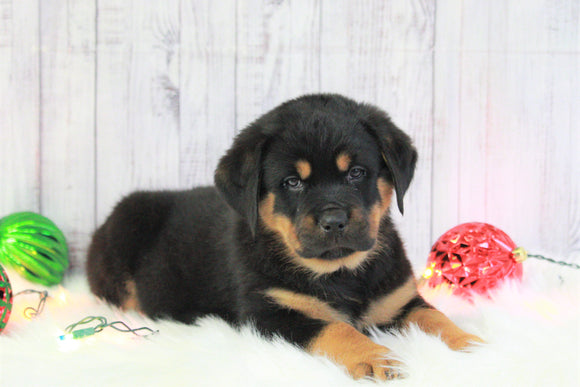 AKC Registered Rottweiler For Sale Holmesville, OH Male- Brady