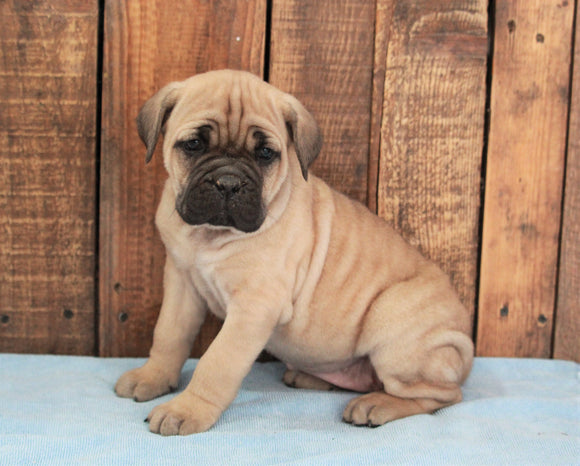 AKC Registered Cane Corso For Sale Wooster, OH Female- Zoey