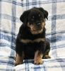 AKC Registered Rottweiler For Sale Shreve Male-King