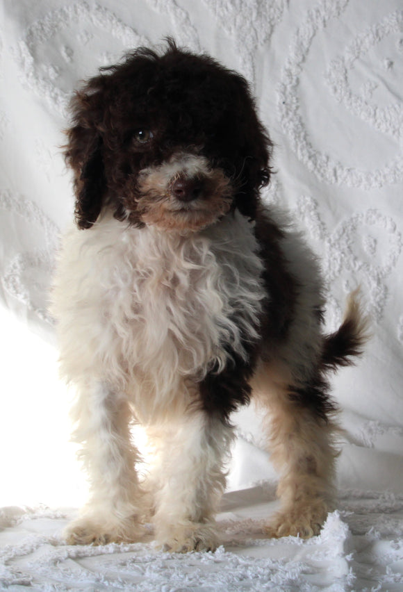 AKC Registered Standard Poodle For Sale Sugarcreek OH Female-Tara
