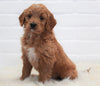 Goldendoodle (Standard) For Sale Dundee, OH Female- Shiloh