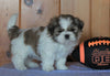 Shih Tzu For Sale Millersburg, OH Male- Spotty *House Trained*