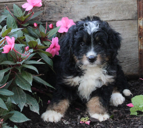 Mini Brenedoodle For Sale Millersburg OH Female-Bella