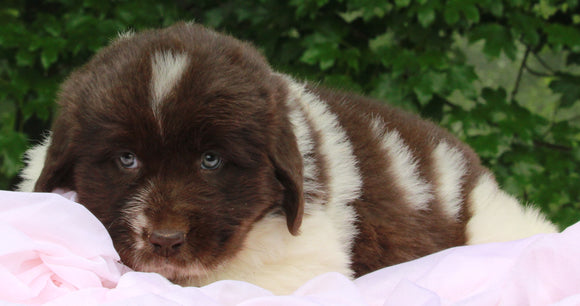 AKC Newfoundland For Sale Millersburg OH -Female Sophia