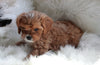 Cavapoo For Sale Baltic, OH Male- Ralphie