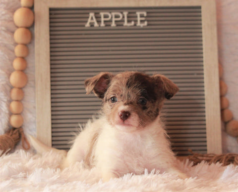 Jack-a-poo For Sale Applecreek, OH Female- Apple