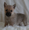 AKC Registered Cairn Terrier For Sale Millersburg OH Male-Myles