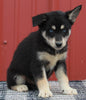 Pomsky Puppy For Sale Wooster OH-Male Tucker