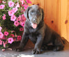 AKC Registered Labrador Retriever For Sale Fredericksburg OH Male-Rocky