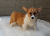 Pembroke Welch Corgi For Sale Millersburg OH Male-Waylon