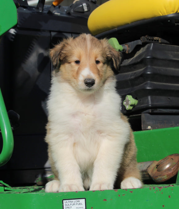 AKC Registered Collie Lassie For Sale Fredericksburg OH Female-Hazel