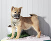 AKC Registered Shiba Inu For Sale Dundee, OH Female- Sally