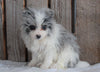 Pomeranian For Sale Wooster, OH Female- Bella