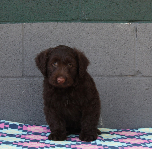 AKC Registered Portuguese Water Dog For Sale Fredricksburg OH Male-Edison