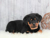 AKC Registered Rottweiler For Sale Holmesville, OH Male- Asher