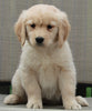 Golden Retriever For Sale Fredericksburg OH Female -Abby