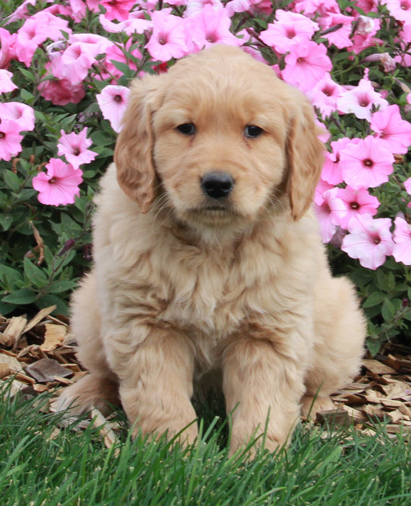 AKC Registered Golden Retriever For Sale Millersburg OH Male-Ozzy