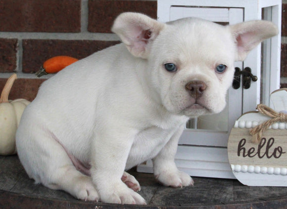 AKC Registered French Bulldog For Sale Wooster OH Male-Max
