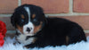 AKC Registered Bernese Mountain Dog For Sale Sugarcreek OH Male-Cuddles