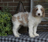 Medium F1BB Goldendoodle For Sale Millersburg OH Male-Duke