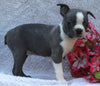 AKC Registered Boston Terrier For Sale Warsaw OH -Female Francine